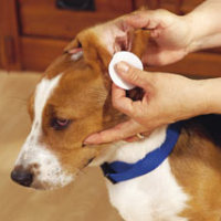 dog-ear